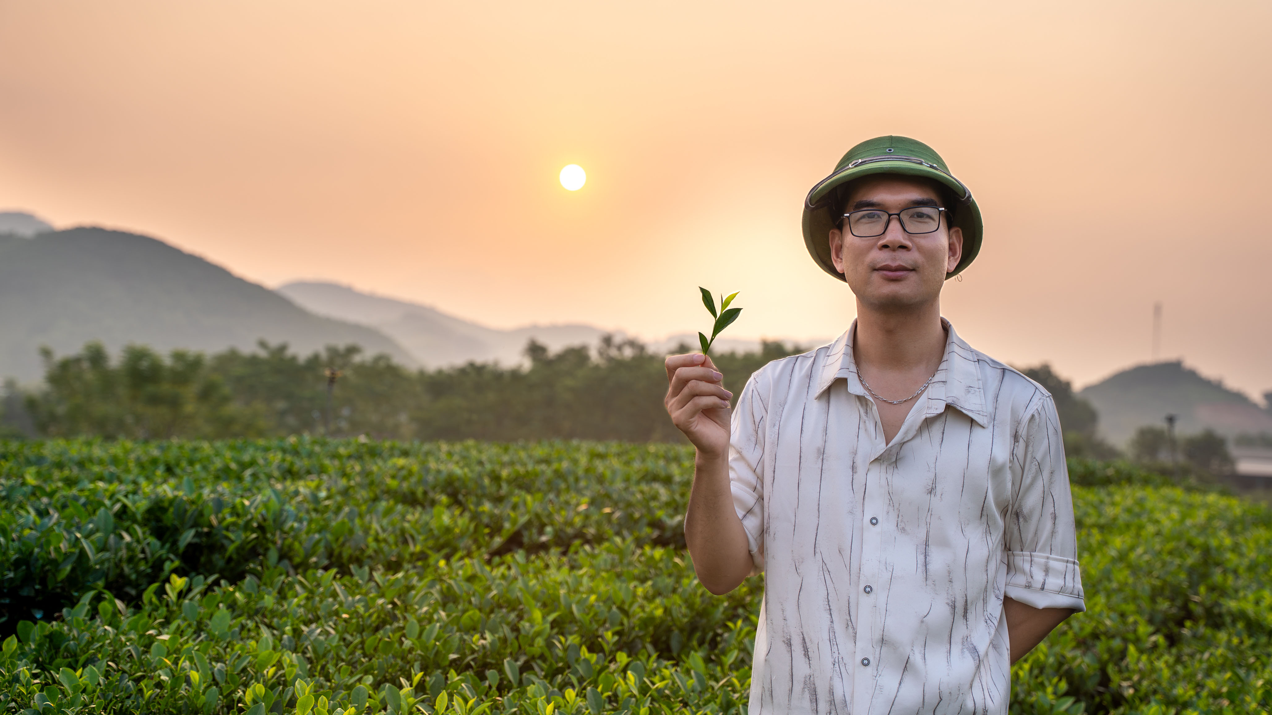 SereniTea đồi trà buổi sớm